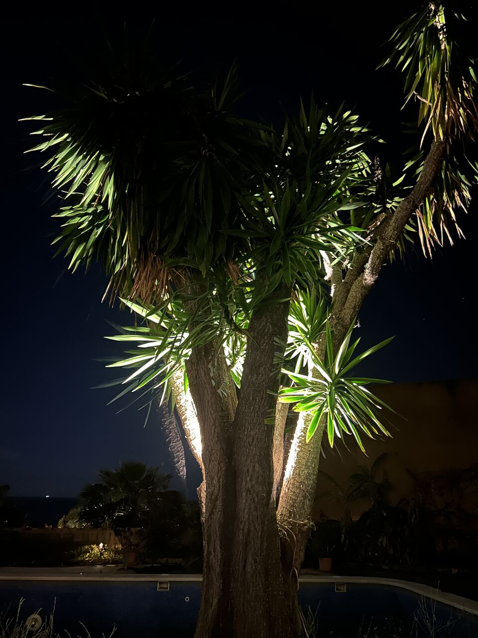 Verlichte palmen bij nacht